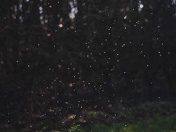 La temporada de luciérnagas se trata de un fenómeno natural que sucede entre los meses de junio y agosto. ESPECIAL