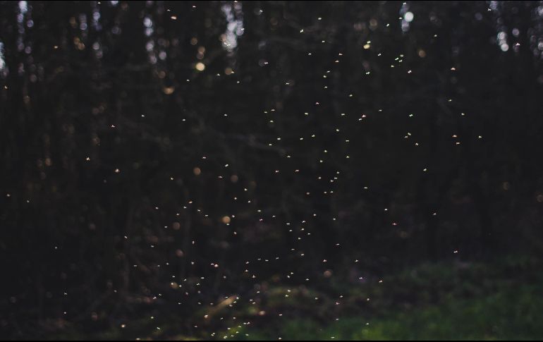 La temporada de luciérnagas se trata de un fenómeno natural que sucede entre los meses de junio y agosto. ESPECIAL