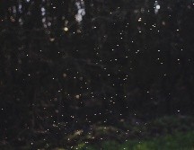 La temporada de luciérnagas se trata de un fenómeno natural que sucede entre los meses de junio y agosto. ESPECIAL