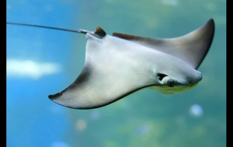 ¿Vacaciones? Aquí diez lugares para visitar con niños en Guadalajara