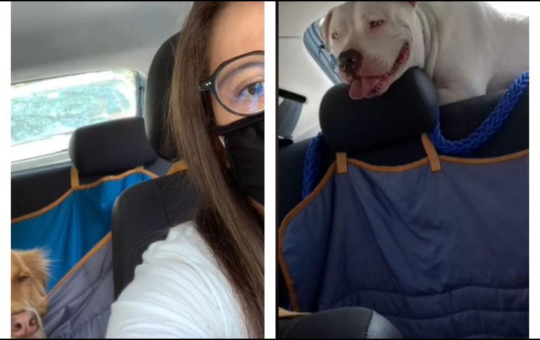 La labor de la chica viral en redes fue elogiada como una noble causa. ESPECIAL