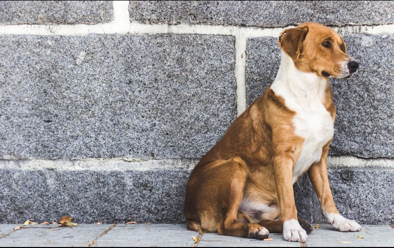 Los casos de maltrato animal se judicializarán de inmediato, UNSPLASH