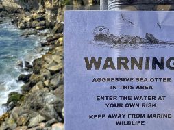 Autoridades ya buscan a la nutria para intentar reubicarla, al considerar que ya no son casos aislados. ESPECIAL