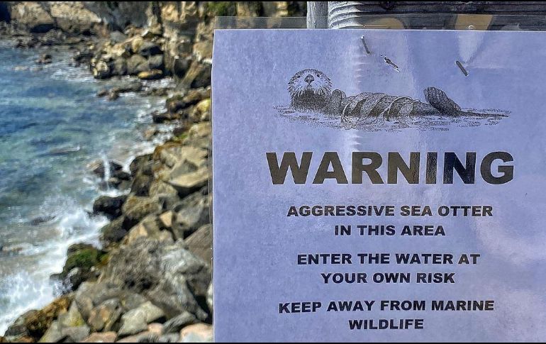 Autoridades ya buscan a la nutria para intentar reubicarla, al considerar que ya no son casos aislados. ESPECIAL