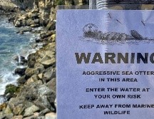 Autoridades ya buscan a la nutria para intentar reubicarla, al considerar que ya no son casos aislados. ESPECIAL