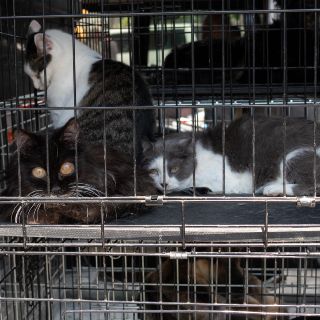 La OMS alerta por "un gran número" de gatos infectados de gripe aviar; esto sabemos