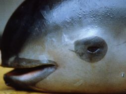 La vaquita marina es uno de los cetáceos más pequeños del mundo. AFP / ARCHIVO