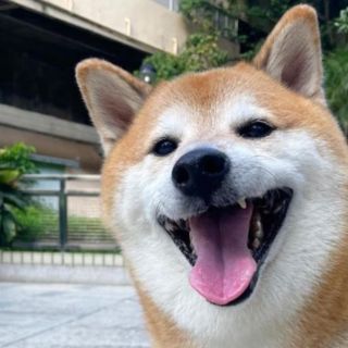 Perro Cheems, que se hizo viral, es diagnosticado con cáncer