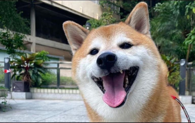 Su dueña hará todo lo posible por cuidarlo bien. SUN