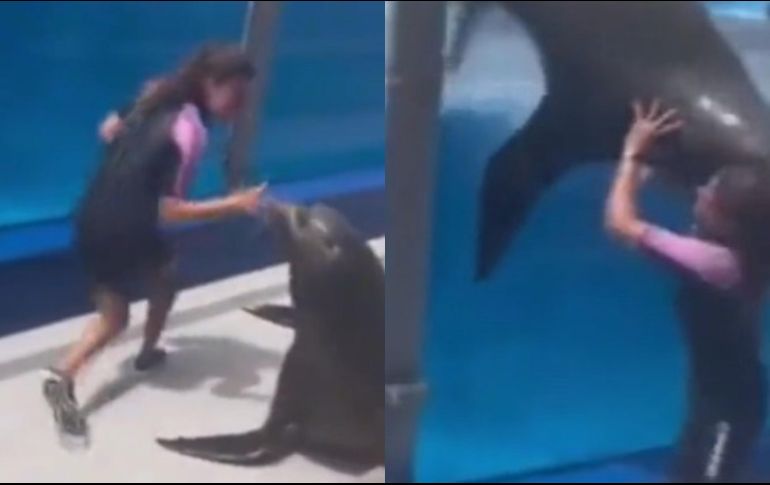 Lobo marino cae encima de su entrenadora/ Captura de pantalla