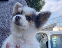 En el comunicado oficial, la Fiscalía 