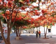 A decir de la autoridad, hay interés de varios giros gastronómicos en abrir sucursales en el primer cuadro de la ciudad. EL INFORMADOR/H. Escamilla