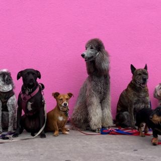 Todo lo que debes de saber del Día del Perro, una fecha para los lomitos