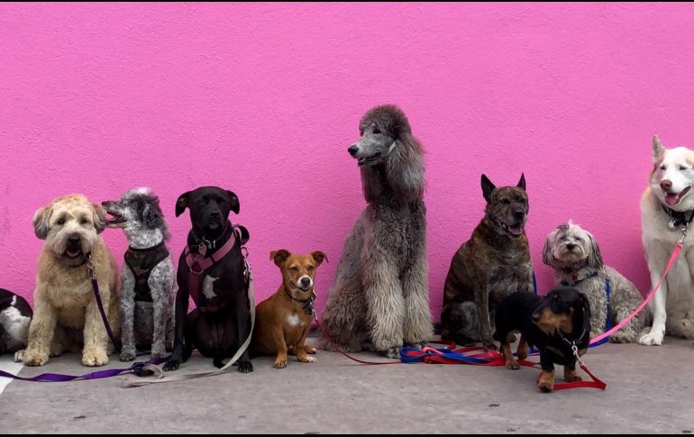 Cada 21 de julio se celebra el Día Mundial del perro. Foto de Hannah Lim en Unsplash