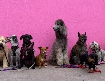 Cada 21 de julio se celebra el Día Mundial del perro. Foto de Hannah Lim en Unsplash