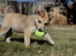 Puede que pienses que sabes lo que siente tu perro, pero ¿lo sabes realmente? AP / ARCHIVO