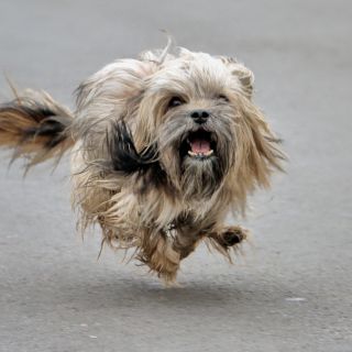 Por esta razón no deberías limpiar la orina de tu perro con cloro