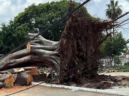 El árbol cayó la madrugada del sábado durante una de las tormentas, se registraron rachas en esa ocasión de hasta 80 kilómetros por hora. ESPECIAL