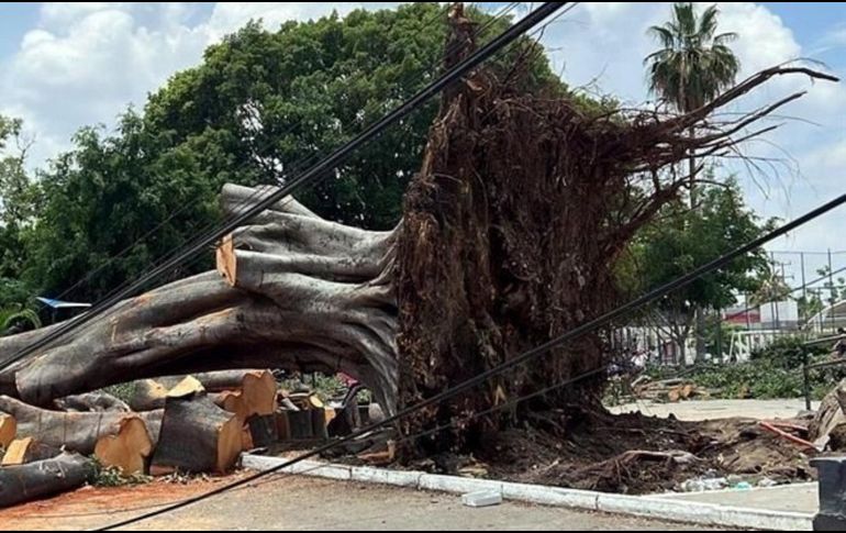 El árbol cayó la madrugada del sábado durante una de las tormentas, se registraron rachas en esa ocasión de hasta 80 kilómetros por hora. ESPECIAL