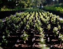 La jornada de reforestación será para toda la ciudadanía en general y recomiendan llevar ropa cómoda, sombrero, una pala y agua. EL INFORMADOR / ARCHIVO