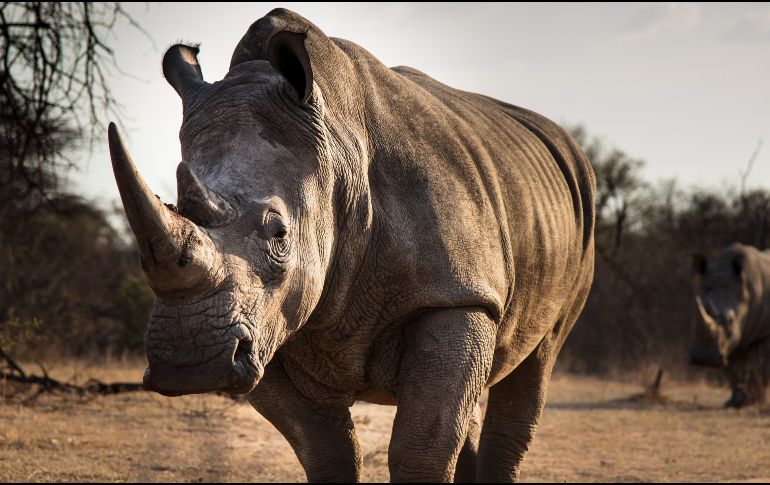 Entre las especies de rinocerontes, el blanco del norte está casi extinto y con esta acción buscan preservarlo. ESPECIAL/ Unsplash