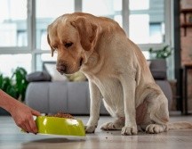 Pro Plan Purina fue aprobada por la Profeco. ESPECIAL