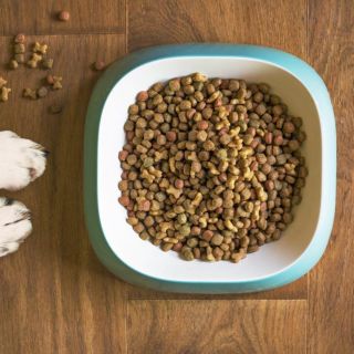 Profeco 2023: Estas son las croquetas para perro con descuento en Palacio de Hierro