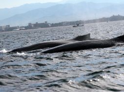 Entre julio y noviembre tiene lugar la migración desde el Polo Sur de las ballenas jorobadas. ARCHIVO/Notimex