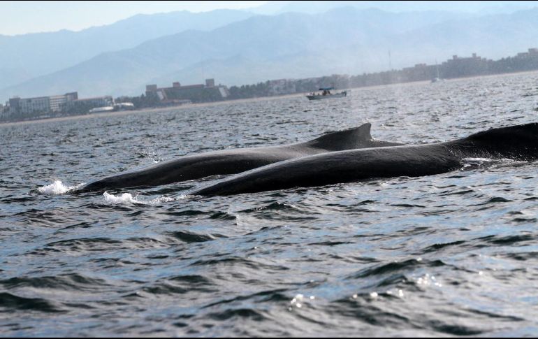 Entre julio y noviembre tiene lugar la migración desde el Polo Sur de las ballenas jorobadas. ARCHIVO/Notimex