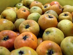 A pocos meses de dar inicio esta temporada no olvides comprar un poco de esta fruta y aproveches lo bueno que es consumir tejocote. NTX / ARCHIVO