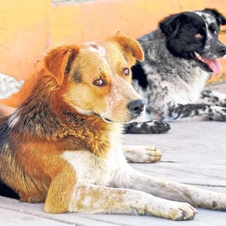Esta es la iniciativa que impulsará López Obrador por un trato justo para los animales
