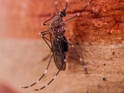 En busca de eliminar criaderos del mosquito que produce dengue las personas deben realizar descacharrización constante en patios y evitar acumulación de agua en macetas, fuentes, tinacos y otros espacios. EL INFORMADOR / ARCHIVO