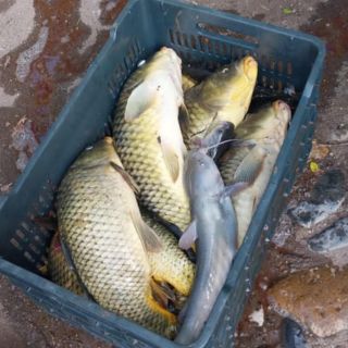 Reportan ecocidio de cientos de peces en el Río Tuxcacuesco (VIDEO)