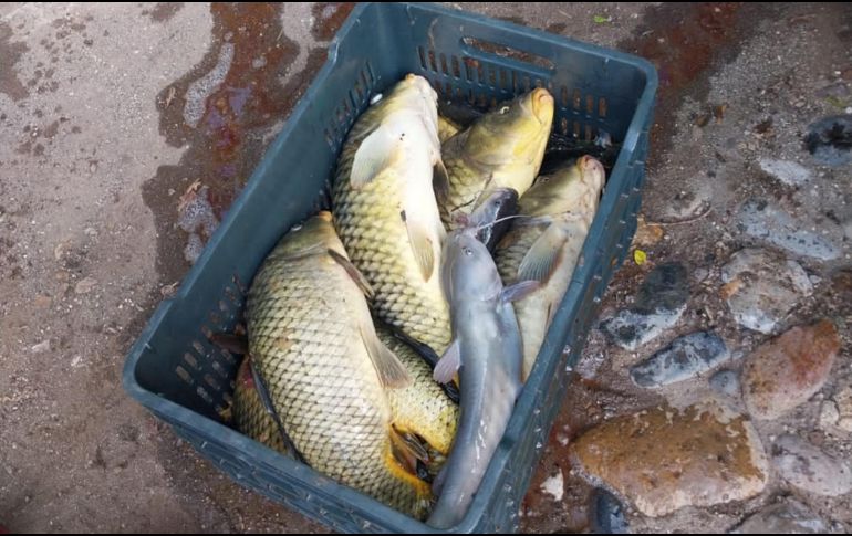 A través de los videos compartidos en redes sociales en días pasados se observa cómo los peces nadan cerca de la superficie, sin embargo, en las imágenes más recientes se aprecian los animales flotando de lado o boca arriba en la orilla del río. ESPECIAL