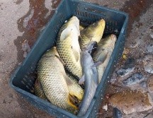 A través de los videos compartidos en redes sociales en días pasados se observa cómo los peces nadan cerca de la superficie, sin embargo, en las imágenes más recientes se aprecian los animales flotando de lado o boca arriba en la orilla del río. ESPECIAL