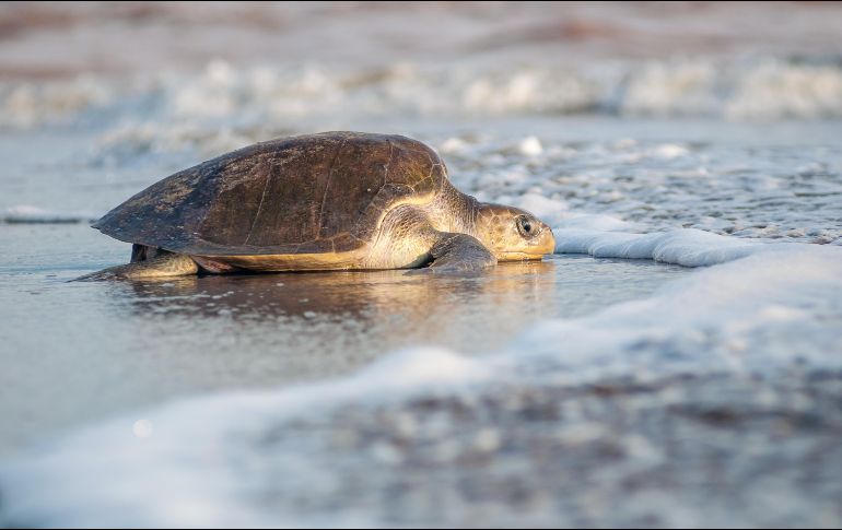 Liberación de tortugas marinas en Puerto Vallarta. ESPECIAL/FIDEICOMISO PÚBLICO PARA LA PROMOCIÓN Y PUBLICIDAD TURÍSTICA DE PUERTO VALLARTA.