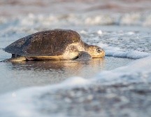 Liberación de tortugas marinas en Puerto Vallarta. ESPECIAL/FIDEICOMISO PÚBLICO PARA LA PROMOCIÓN Y PUBLICIDAD TURÍSTICA DE PUERTO VALLARTA.