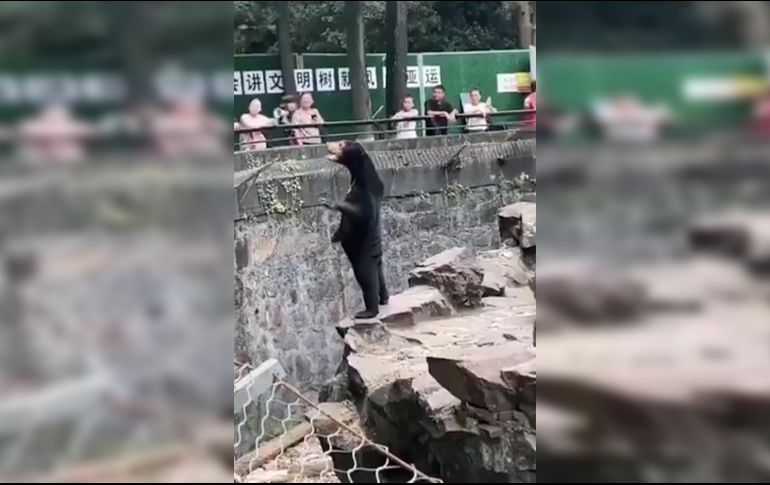 En el video se ve que el oso toma posturas poco comunes para su especie, lo que ha atraído a los visitantes que quieren comprobar con sus ojos todo lo que se dice sobre él. TWITTER