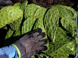 El nopal se incluye dentro de una dieta balanceada, y suele ser un gran elemento para controlar el colesterol alto y para personas que buscan perder peso. AFP / ARCHIVO