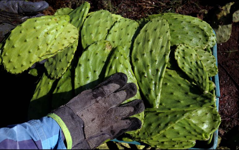 El nopal se incluye dentro de una dieta balanceada, y suele ser un gran elemento para controlar el colesterol alto y para personas que buscan perder peso. AFP / ARCHIVO