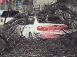 Se reportaron en Guadalajara 22 árboles caídos por la lluvia de la madrugada del viernes. ESPECIAL