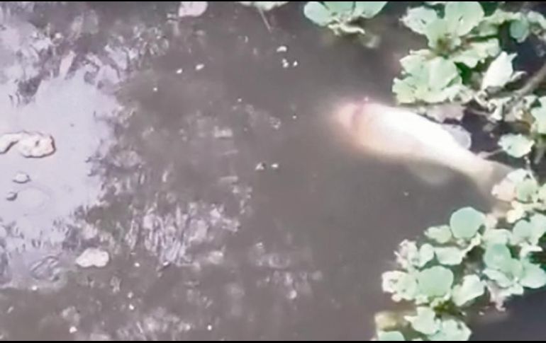 Diferentes especies de peces han aparecido flotando muertos o agonizantes, a las orillas del río Tuxcacuesco, en el municipio de El Limón. ESPECIAL