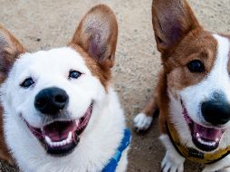 Cuanto más se miraban a los ojos los perros y sus dueños, más oxitocina producían. ESPECIAL / UNSPLASH