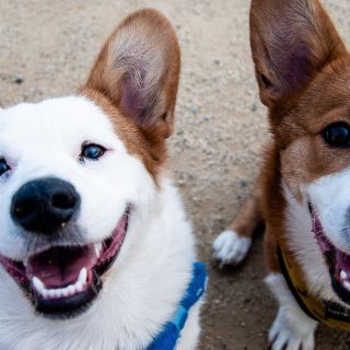 ¿Es bueno mirar a los perritos directamente a los ojos?