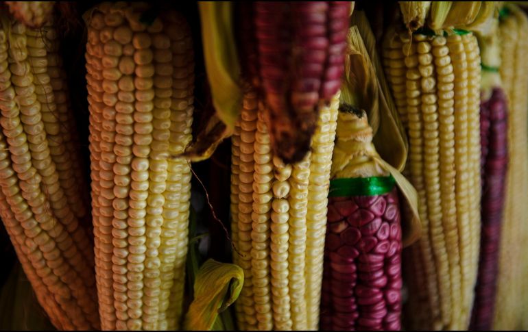 Aunque parezca imposible, el elote puede ser contraproducente para ciertas personas. EL INFORMADOR/ ARCHIVO