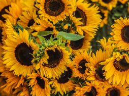 Descubre un campo de girasoles a menos de una hora de Guadalajara. EL INFORMADOR / ARCHIVO