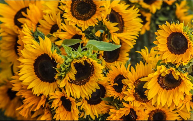 Descubre un campo de girasoles a menos de una hora de Guadalajara. EL INFORMADOR / ARCHIVO