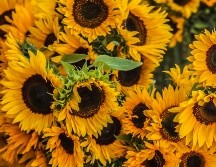 Descubre un campo de girasoles a menos de una hora de Guadalajara. EL INFORMADOR / ARCHIVO