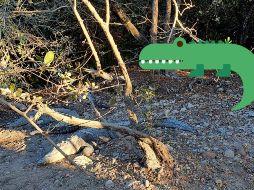 No necesitarás absolutamente nada para contemplar a esta magnífica especie, ni tiene un costo; únicamente se te pide tener precaución y mantener algunas medidas de seguridad EL INFORMADOR / O. Álvarez