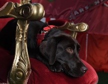 Win, un perro que fue adoptado por el entrenador Mikel Arteta para reducir el estrés de los jugadores. INSTAGRAM/@arsenal